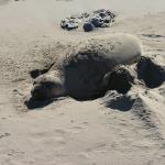 Cambria_2015_0154 (November 07, 2015)